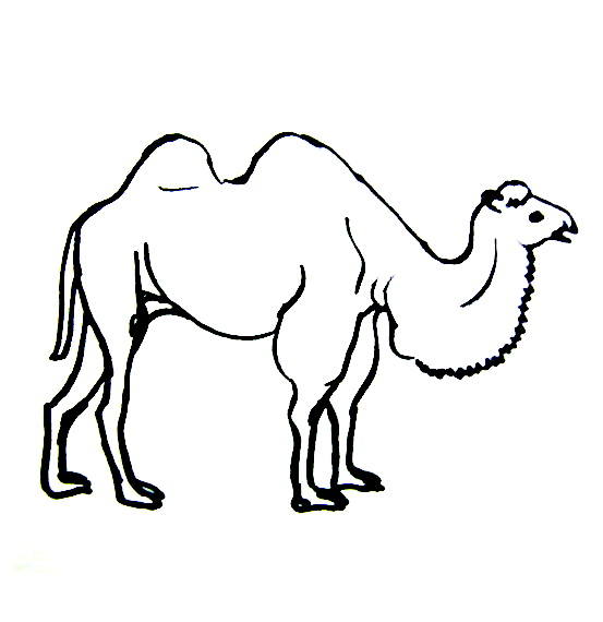 553x570 Camel Coloring Pages For Kids - Camel Drawing For Kids