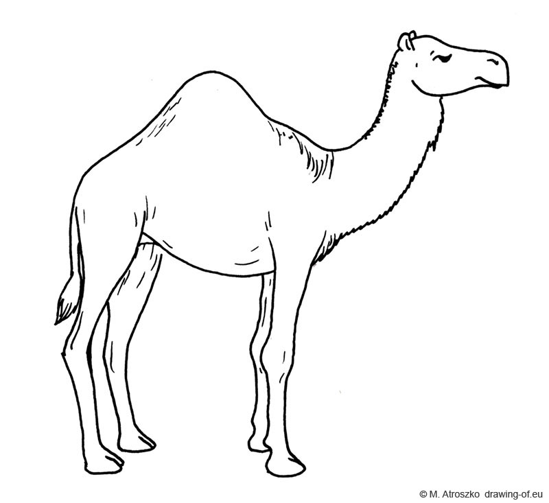 800x733 Camel Draw - Camel Drawing For Kids