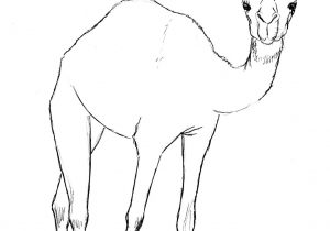 300x210 drawing of a camel how to draw camel for kids - Camel Drawing For Kids