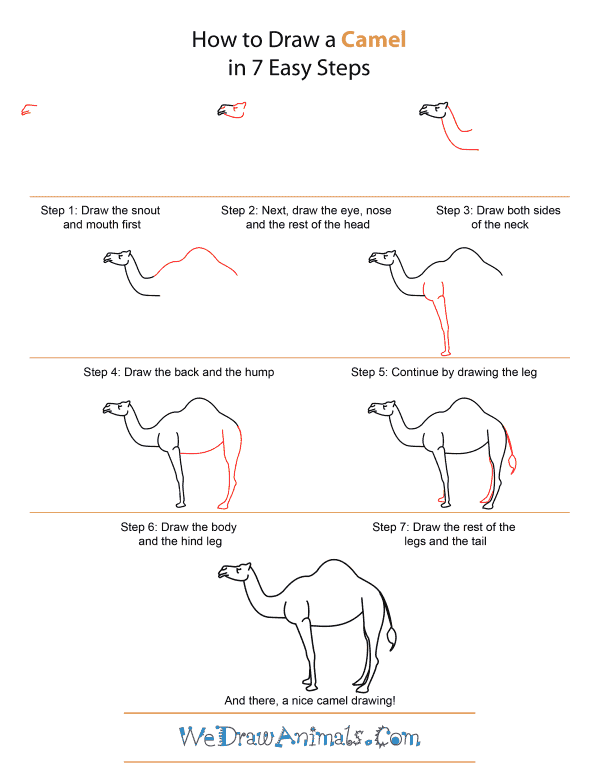 600x776 How To Draw A Camel - Camel Drawing For Kids