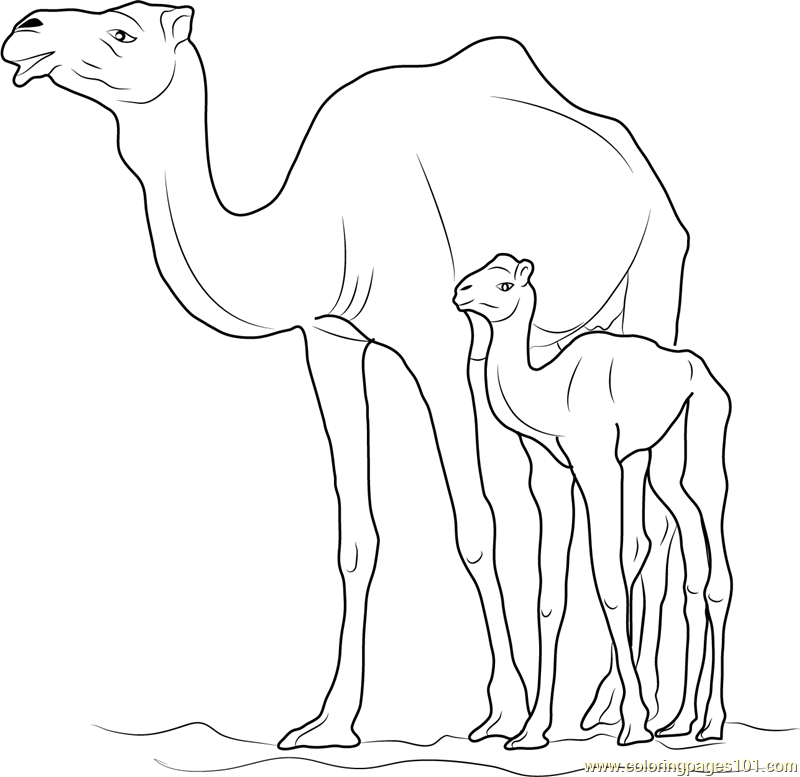 800x777 Kids Coloring Pages Camel - Camel Drawing For Kids