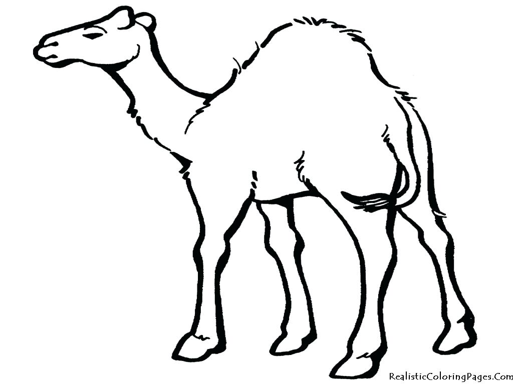 1024x768 Modest Camel Pictures To Color Special Colorin - Camel Drawing For Kids