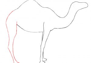 300x210 camel drawing easy how to draw a camel - Camel Drawing For Kids