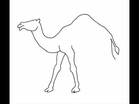 480x360 Draw A Camel Easy Step - Camel Drawing Images