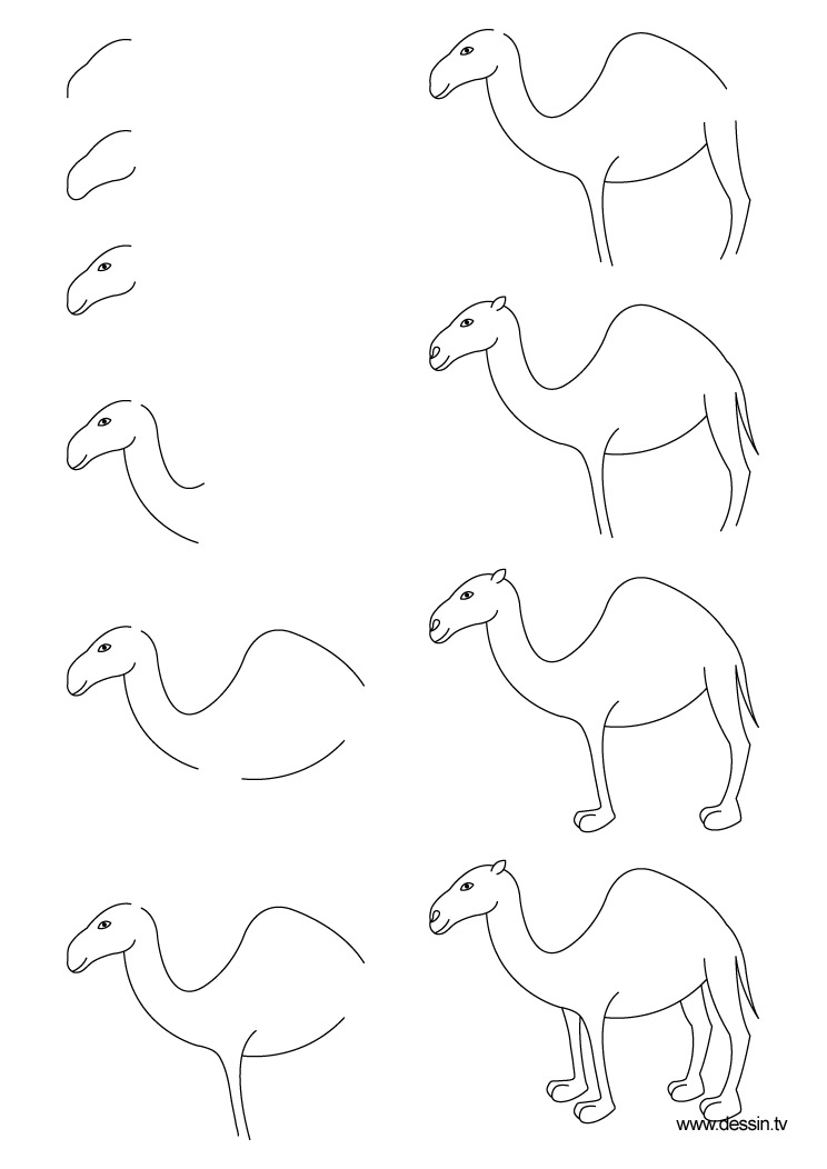 744x1052 Drawing Camel - Camel Drawing Images