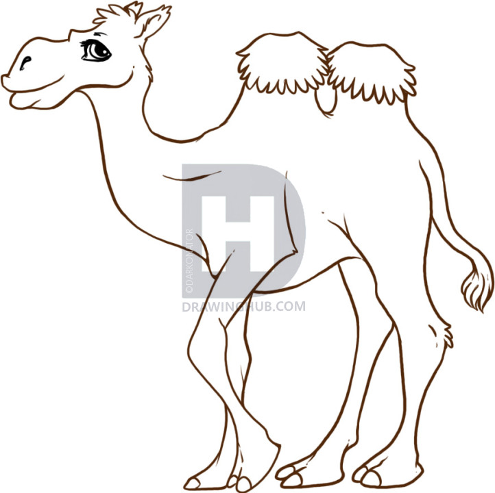 722x720 How To Draw A Cartoon Camel, Step - Camel Drawing Images