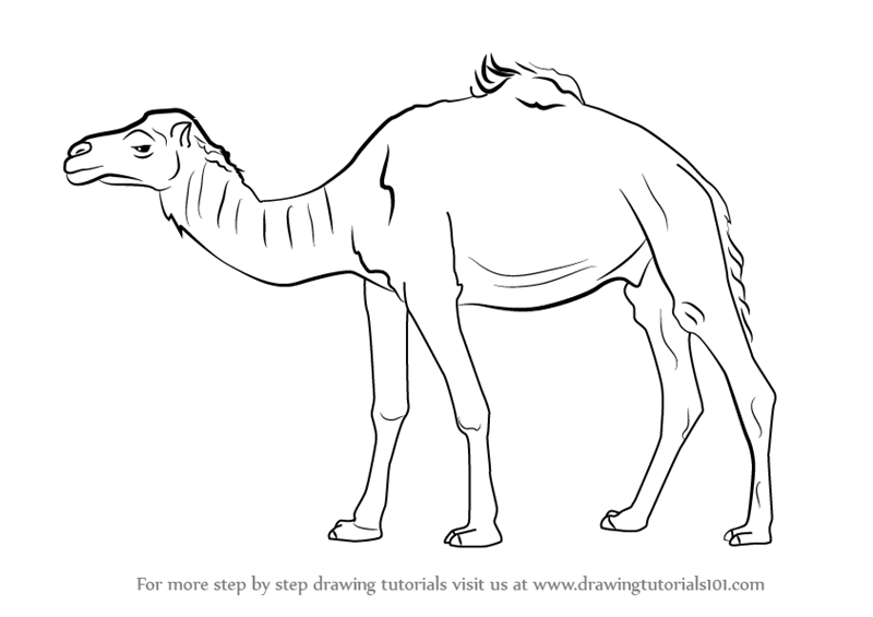 800x565 Learn How To Draw A Dromedary Camel - Camel Drawing Images