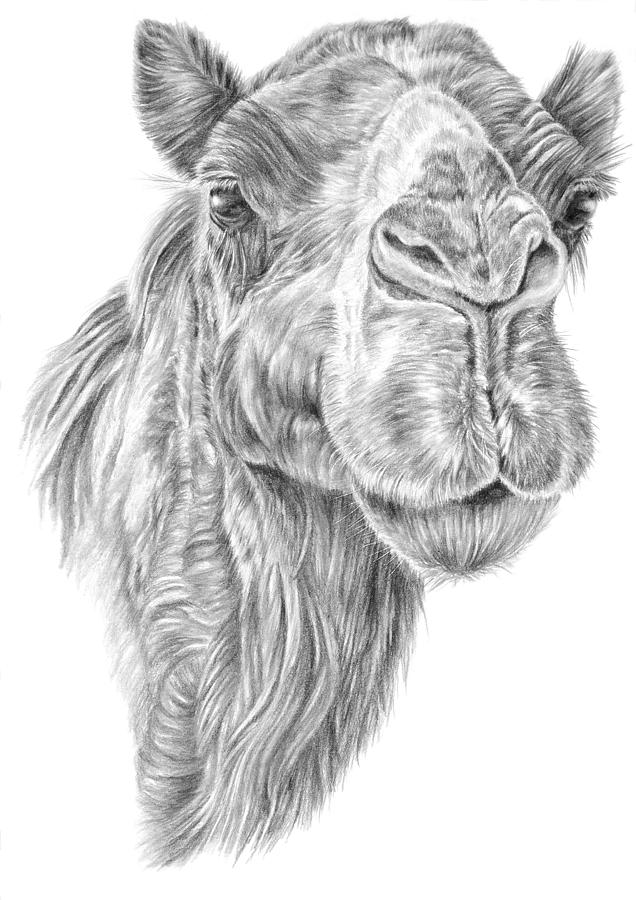 636x900 Mr Rak Camel Drawing - Camel Drawing Images