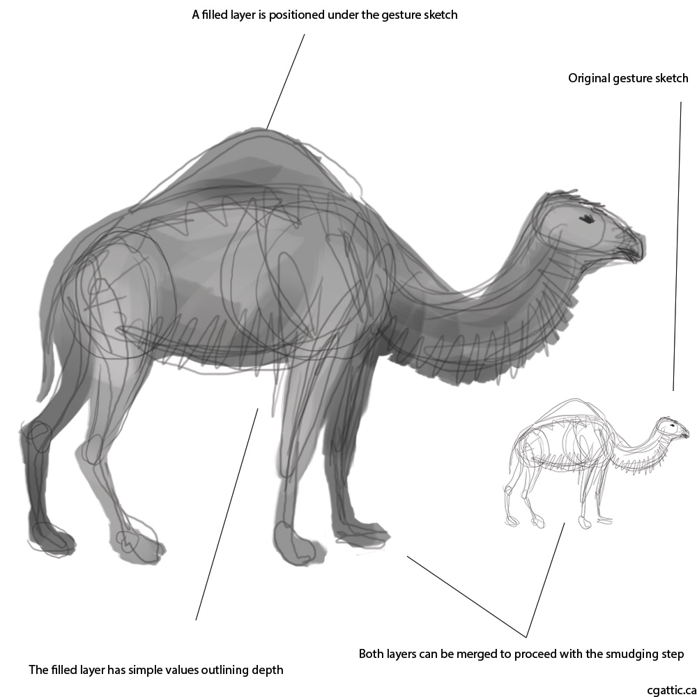 1000x1000 Realistic Camel Drawing In Steps With Photoshop - Camel Drawing Images