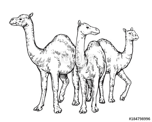 500x400 Vintage Hand Drawing Muslim Animal Qurban Group Sketch - Camel Drawing Images