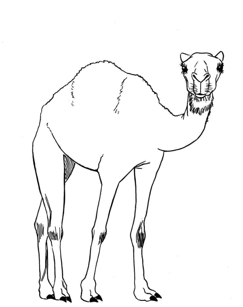 1004x1264 how simple camel drawing to draw a camel art step - Camel Drawing Images
