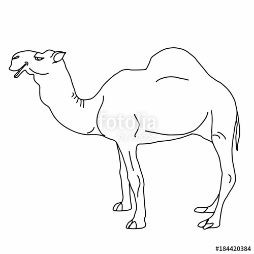 500x500 Realistic Illustration Camel Drawing Coloring Stock Photo - Camel Drawing Images