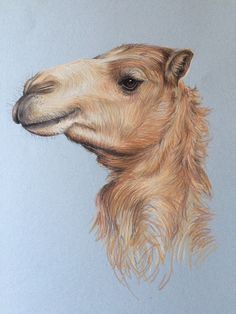 236x314 Camel Drawing - Camel Drawing Images