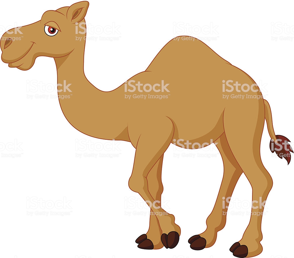 1024x897 Camel Drawing - Camel Drawing Images