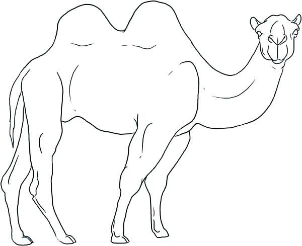 600x489 Camel Coloring - Camel Drawing Outline