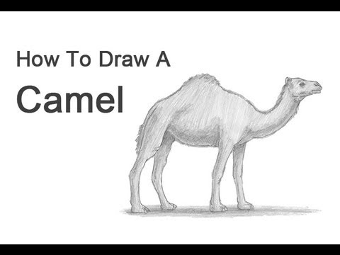 480x360 How To Draw A Camel - Camel Drawing Outline