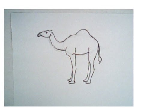 480x360 How To Draw A Camel - Camel Drawing Outline