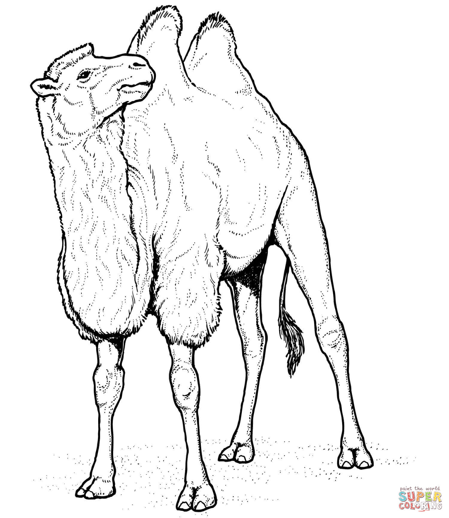 1500x1728 Huge Collection Of 'camel Drawing Outline' Download More Than - Camel Drawing Outline