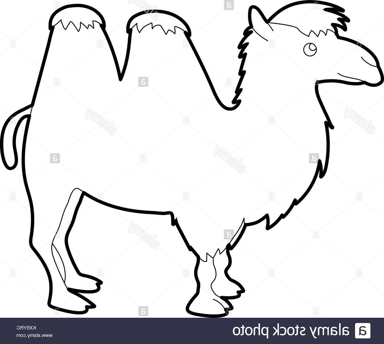 1300x1165 Unique Camel Drawing Outline - Camel Drawing Outline