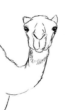 236x365 Draw Camel Pencil Drawing In Drawings, Pencil Drawings - Camel Drawing Outline