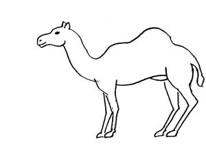 300x210 Drawing Of A Camel Outline Archives - Camel Drawing Outline