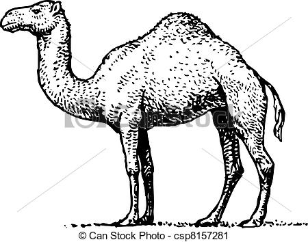 450x354 camel face vector clip art illustrations camel face clipart - Camel Face Drawing