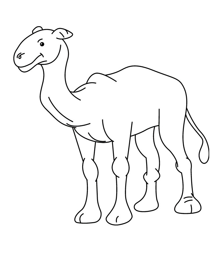 764x880 Dromedary - Camel Face Drawing
