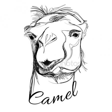 450x450 Easy Drawings - Camel Face Drawing