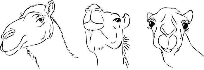 698x240 Fancy Camel - Camel Face Drawing