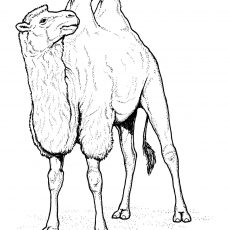 230x230 Nice Idea Camel Coloring - Camel Face Drawing