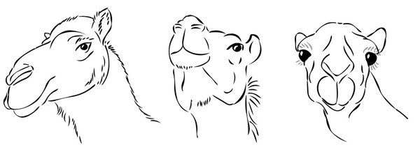 600x231 Ray's Random Graphic Work The Fancy Camel - Camel Face Drawing