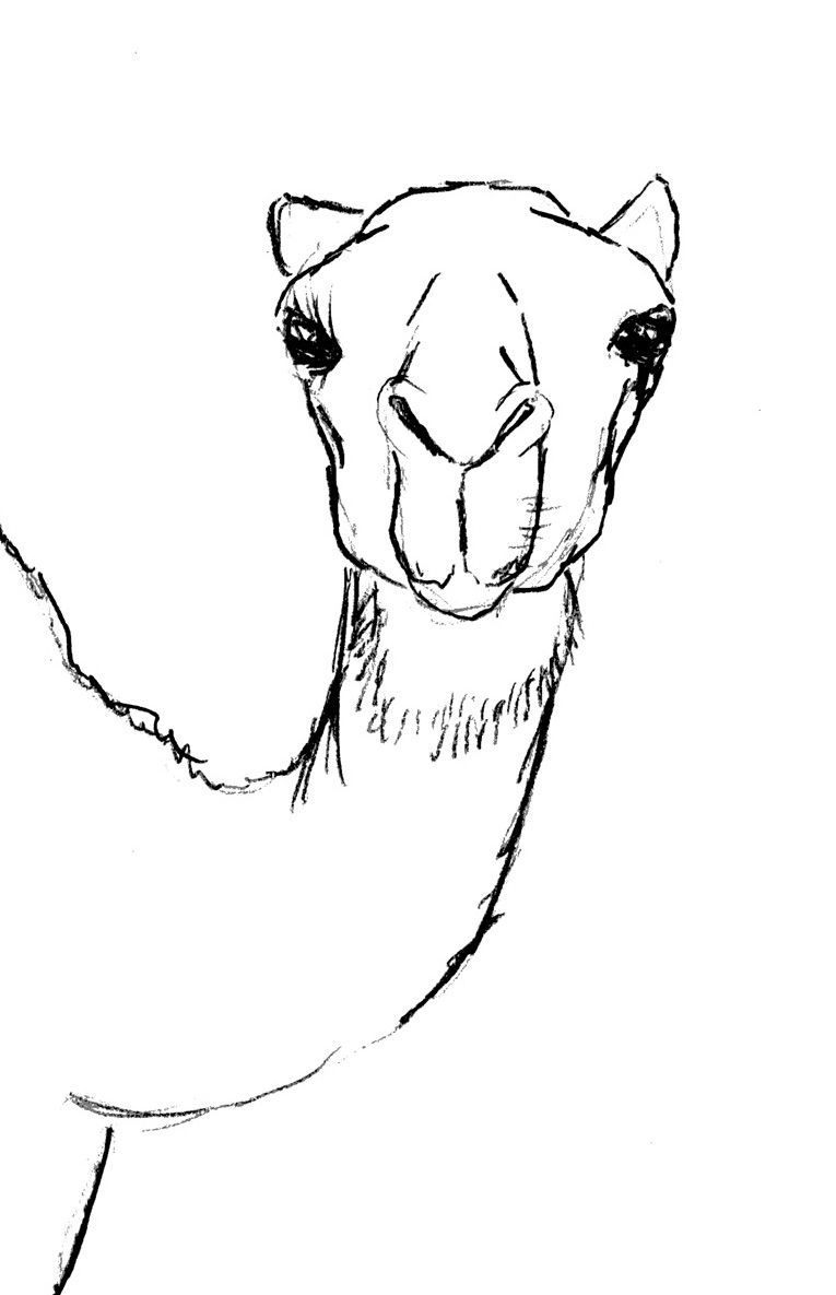 765x1185 Draw Camel Head How To Draw In Drawings, Art, Drawing Lessons - Camel Face Drawing