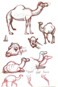 236x354 Draw Camel Pencil Drawing In Drawings, Pencil Drawings - Camel Face Drawing
