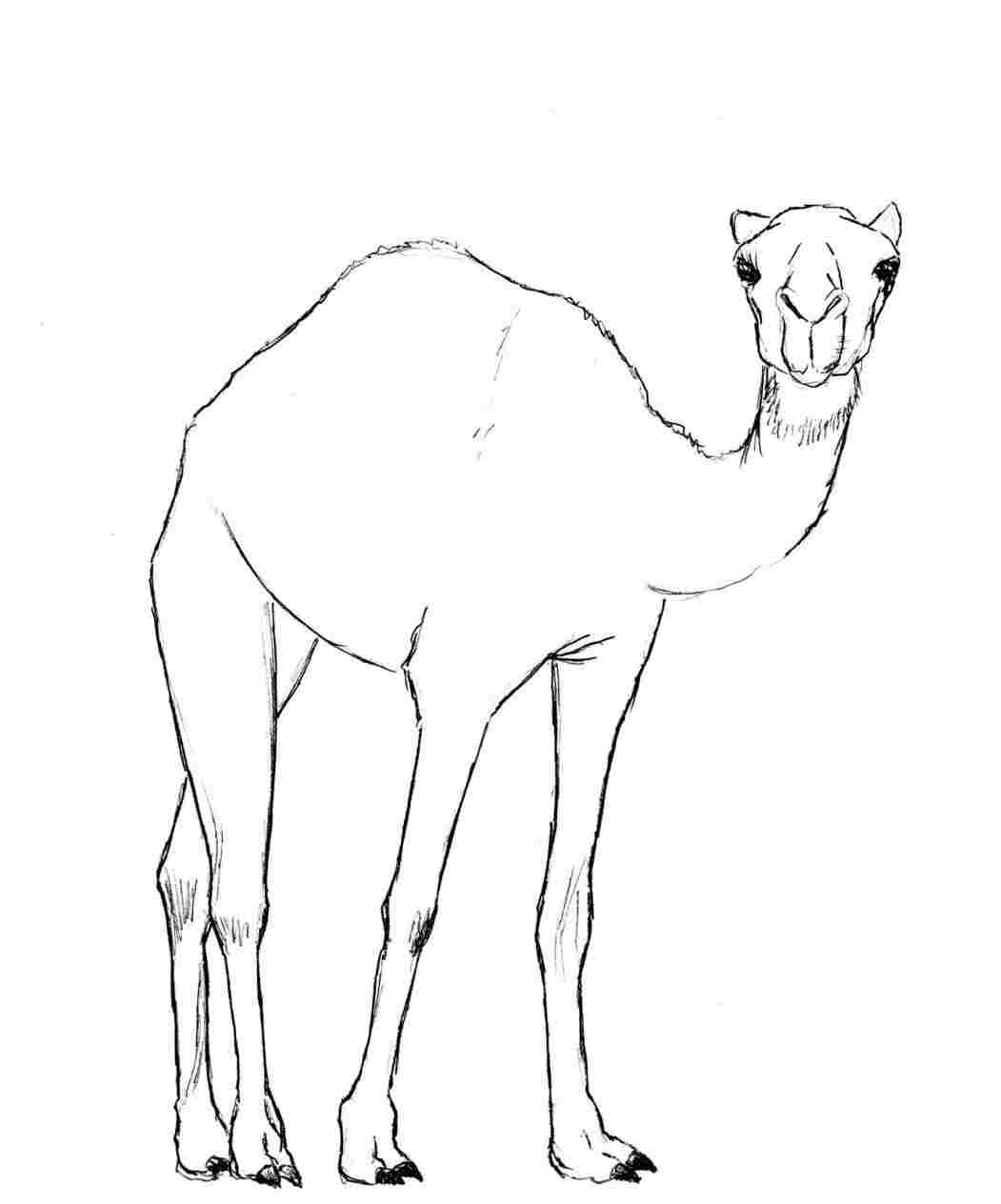 1051x1264 Face Archives - Camel Face Drawing