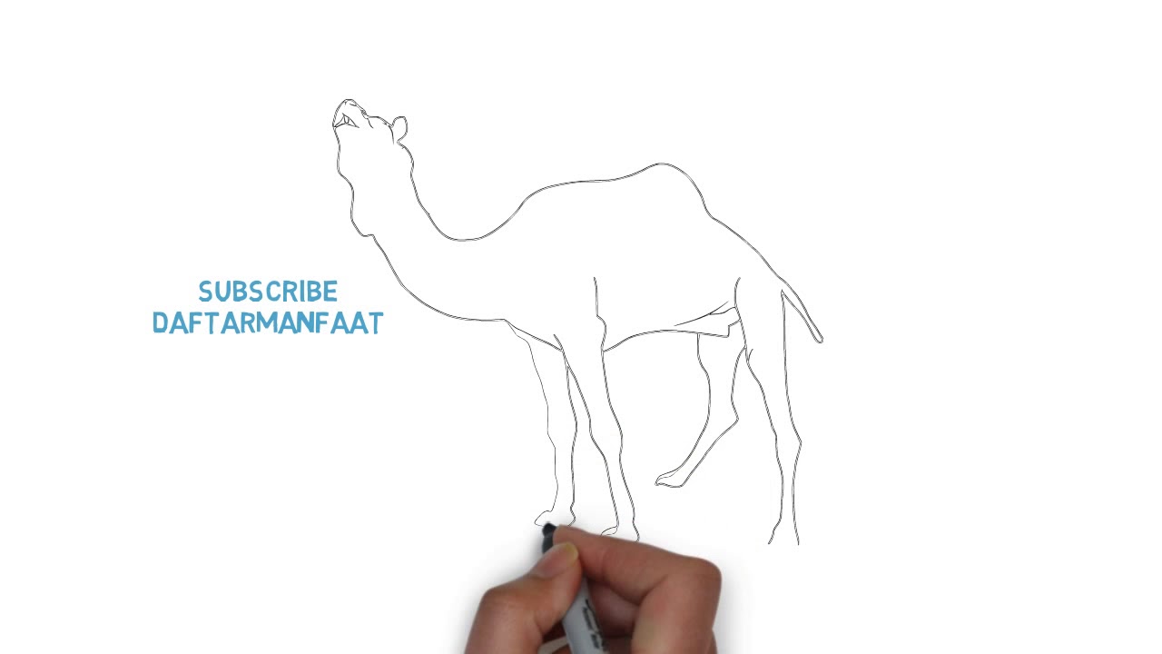 1280x720 How To Draw A Camel Face Step - Camel Face Drawing
