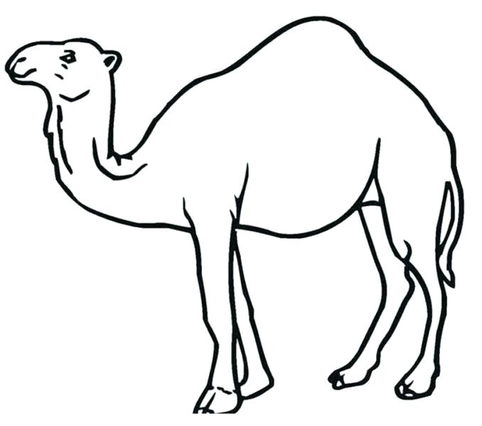 678x600 Camel Coloring - Camel Face Drawing