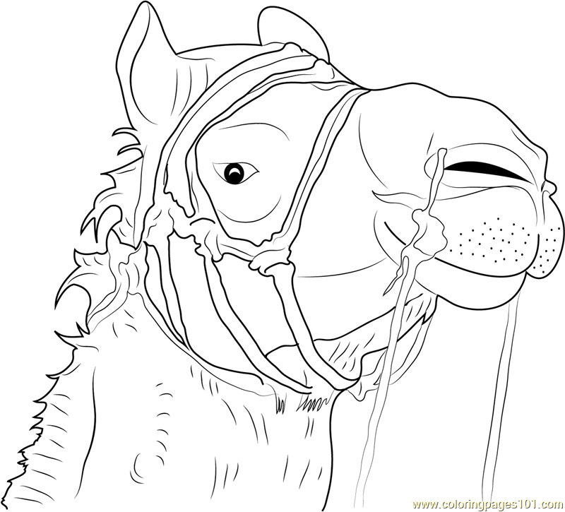800x725 Camel Face Coloring Page - Camel Face Drawing