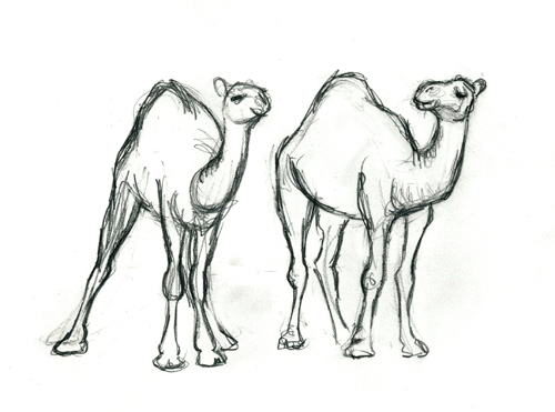 500x371 drawing of animal camel in desert - Camel In Desert Drawing
