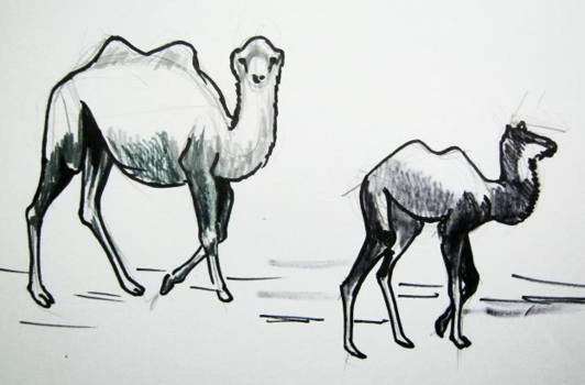 532x350 how to draw a camel and baby camel - Camel In Desert Drawing