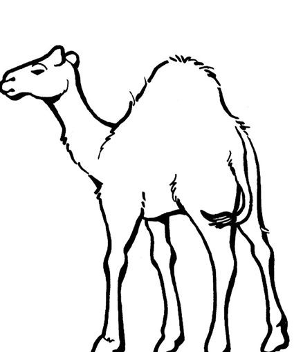 425x510 luxury camel in desert coloring - Camel In Desert Drawing
