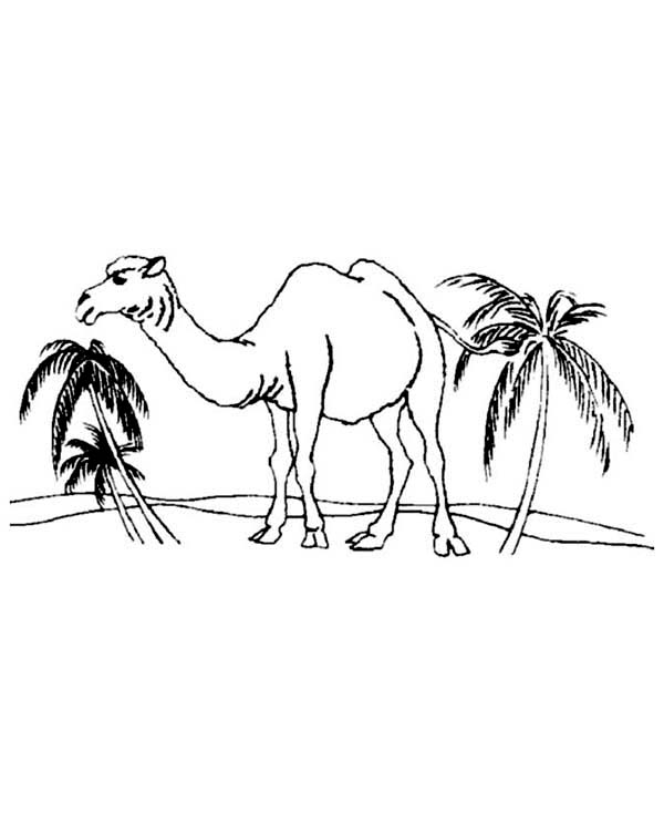 600x734 sahara desert drawing at getdrawings com free for personal use - Camel In Desert Drawing