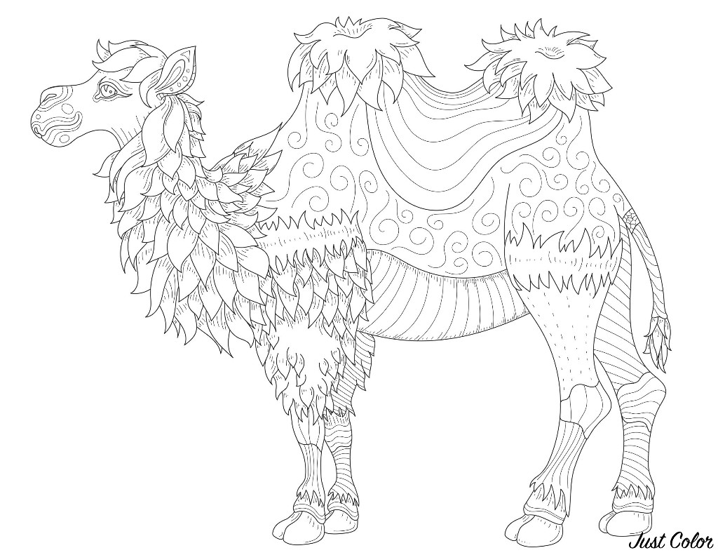 1024x791 Camel With Fine Lines - Camel Line Drawing