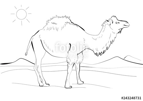 500x353 Hand Drawing Of A Camel Walking In The Desert Line Art Black Ink - Camel Line Drawing