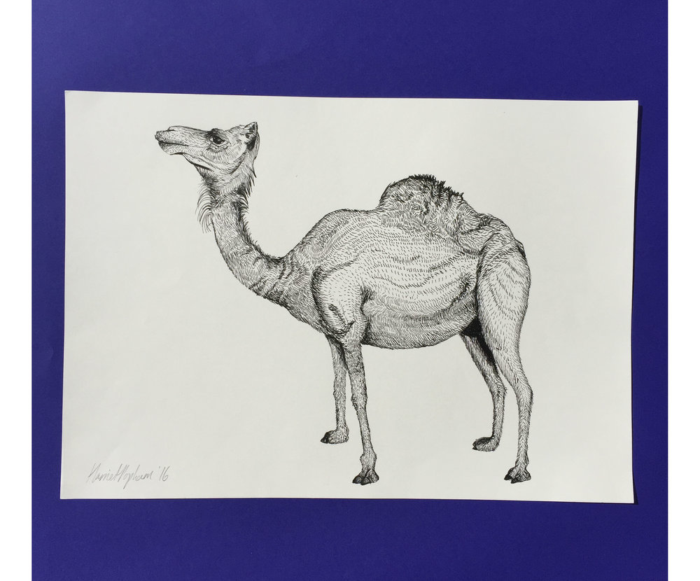1000x830 Harriet Popham - Camel Line Drawing