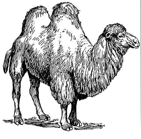 450x443 Pack Of Square Gloss Stickers Line Drawing Camel - Camel Line Drawing