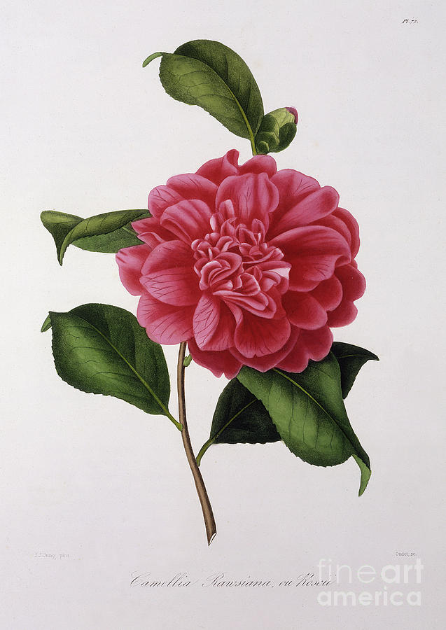 637x900 Camellia Rawsiana, Or Roscii Drawing - Camellia Drawing