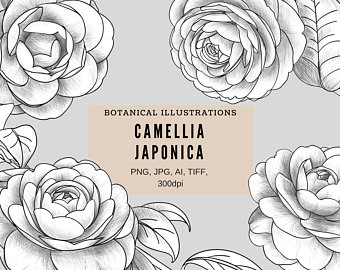 340x270 Camellia Drawing Etsy - Camellia Drawing