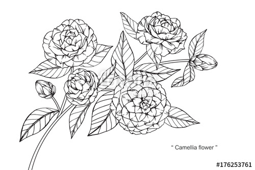 500x334 Camellia Flower Drawing Stock Photo And Royalty Free Images - Camellia Drawing