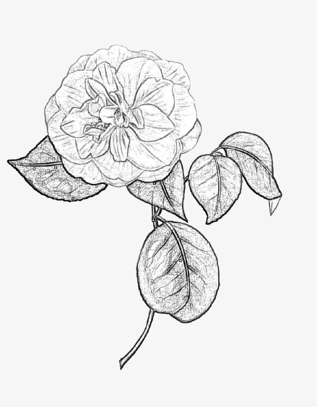 Camellia Drawing at PaintingValley.com | Explore collection of Camellia