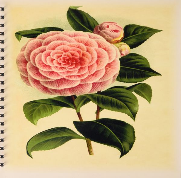 Camellia Drawing at PaintingValley.com | Explore collection of Camellia ...